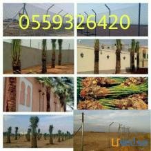 تركيب شبوك وتوريد نخيل 0559326420